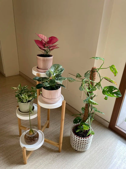 4 Tier Plant Display Shelf Bamboo Plant Pot Stand Holder Tall Flower Stand Rack for Indoor Home Decor